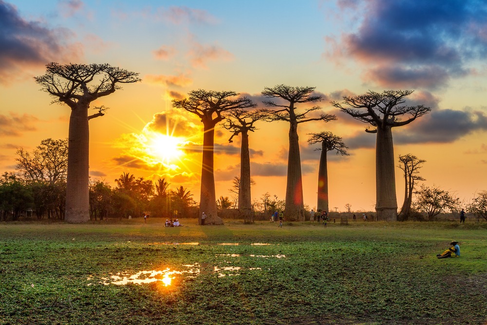 baobab_madagascar