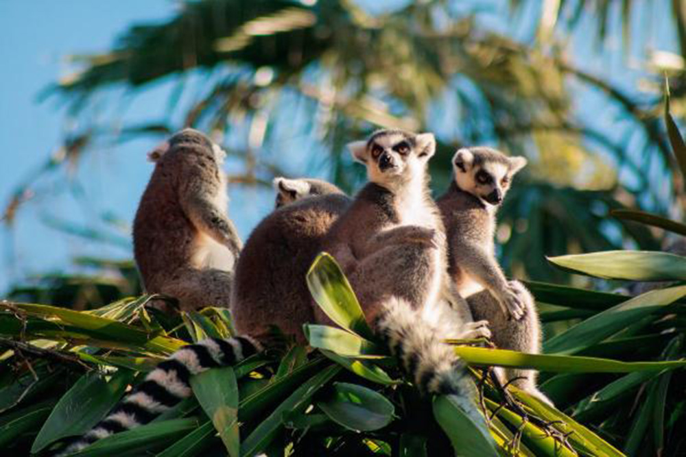 lemurs mada