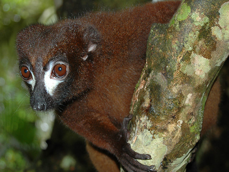 lémurs rubriventer,