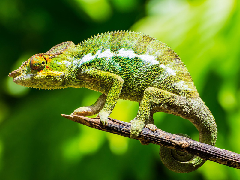 Parc_National_de_Mantadia_Andasibe