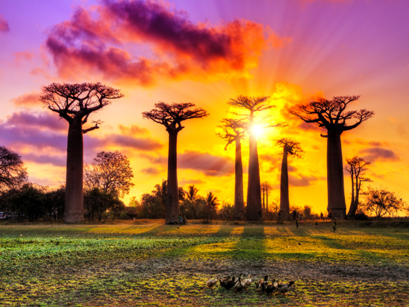 aller des baobabs