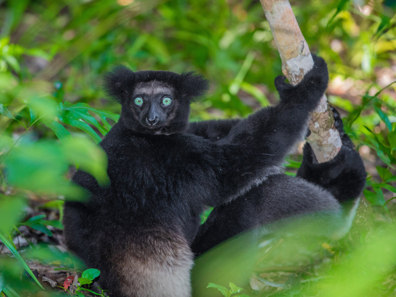réserve naturelle du Palmarium
